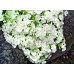 Флокс шиловидный белый (P.subulata "Maischnee")